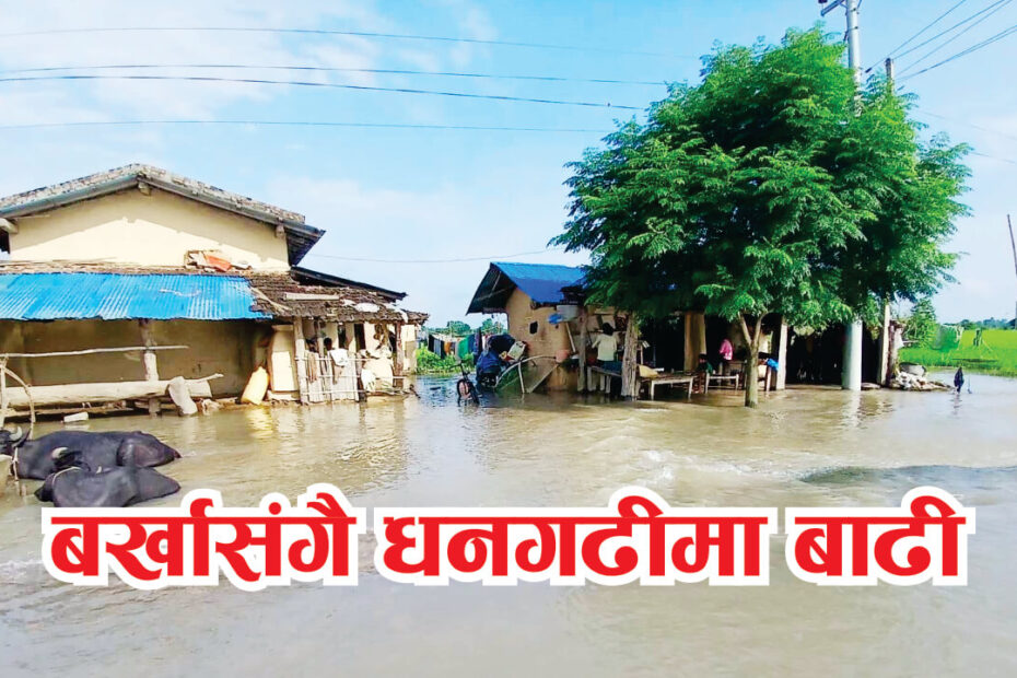 dhangadhi flood news